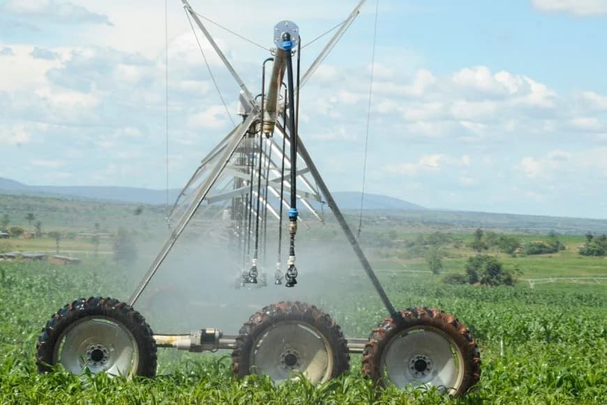 U Rwanda mu nzira yo kwemeza gukoresha ikoranabuhanga rya GMO mu buhinzi