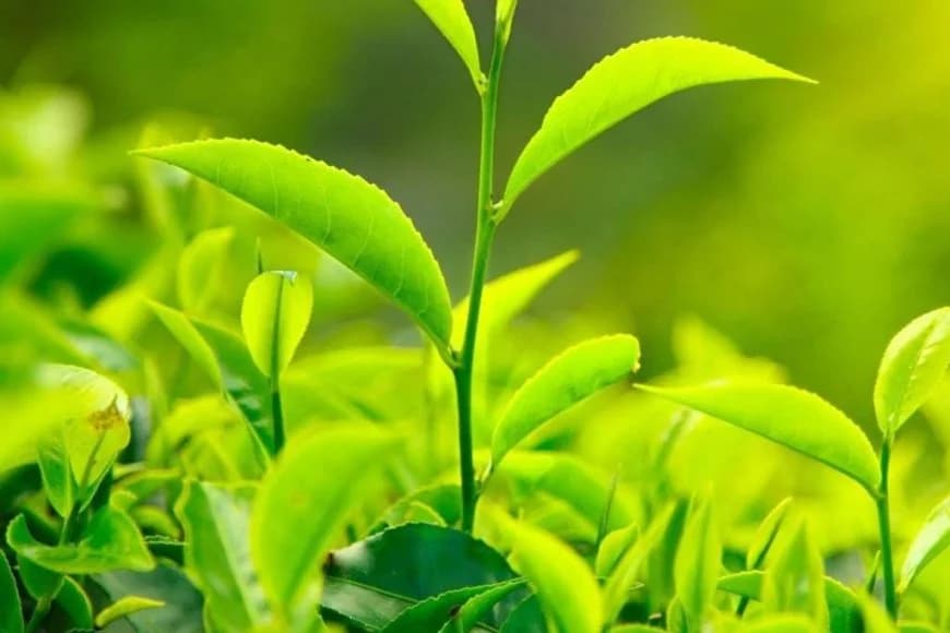 Rwanda earned $3.1 million in one week from exporting tea