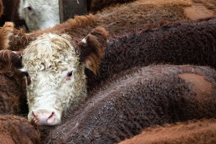 Cattle die from Australia to Indonesia