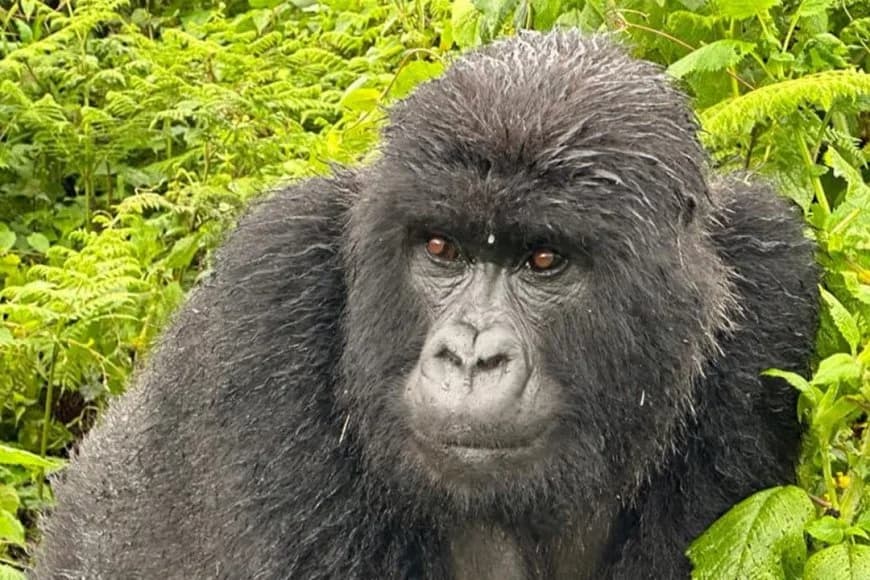 Amazing gorillas in volcanoes park in Rwanda