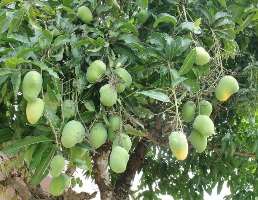 Ibyiza byo kurya umwami w'imbuto ' Umwembe'