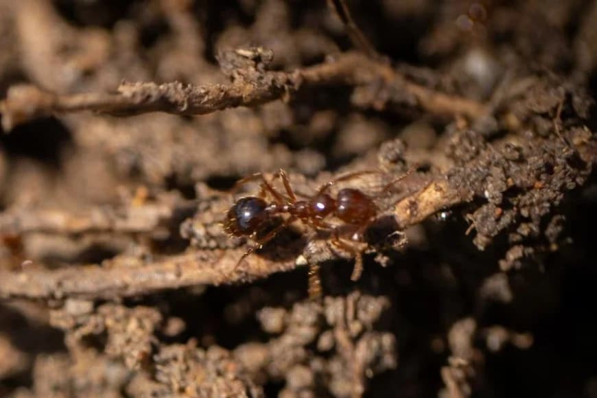 Queensland: About billion dollars being spent to eradicate ants
