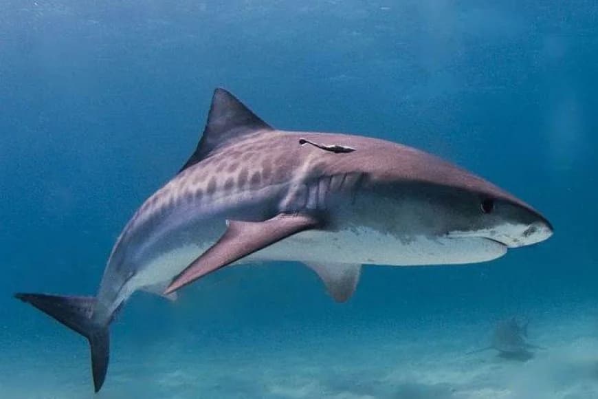 WA: A 40s woman attacked by shark near Jurien Bay