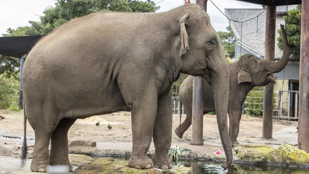 Asian elephants to leave Taronga Zoo Sydney