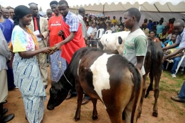 The Sacred Tradition of 'Umuco wo Guhana Inka' in Rwanda: A Symbol of Unity and Heritage