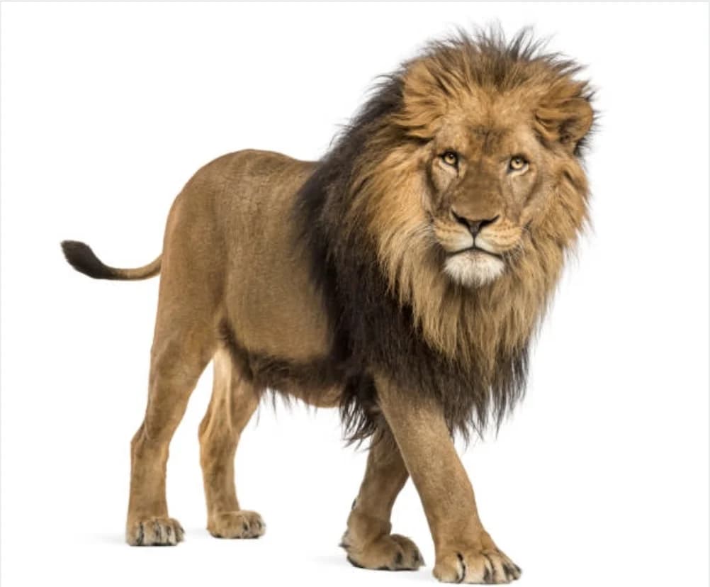 The Majesty of Lions: Nature’s Regal Teachers