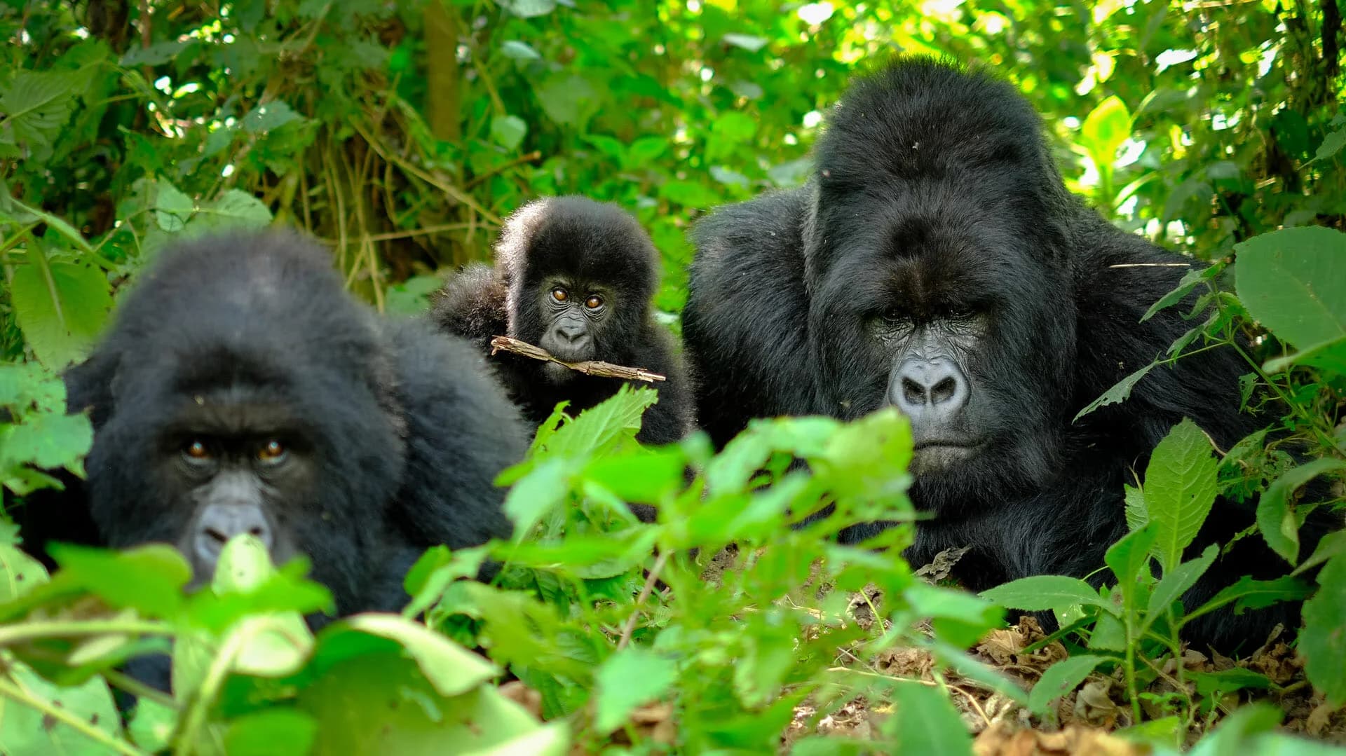 Discover the Majestic Mountain Gorillas at Volcanoes National Park in Rwanda