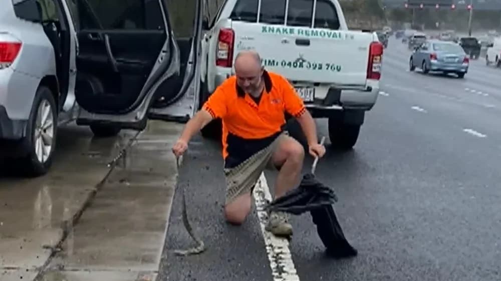 Driver's Narrow Escape: Venomous Tiger Snake Found in Car on Melbourne Highway