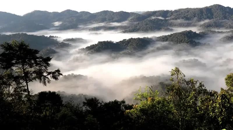 Nyungwe National Park 'The Jewel of Rwanda's Biodiversity'