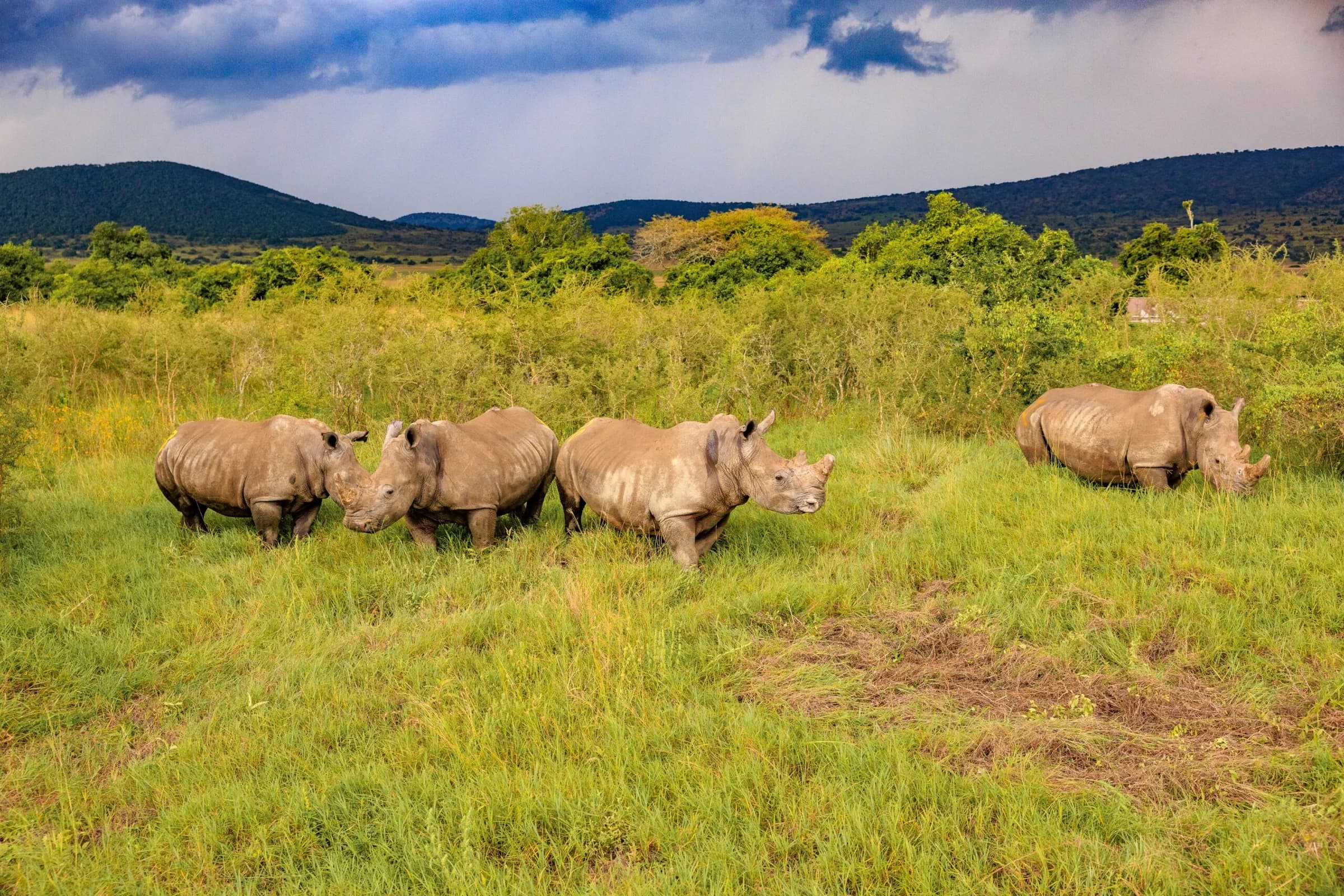 Rwanda receives 70 southern white rhinos