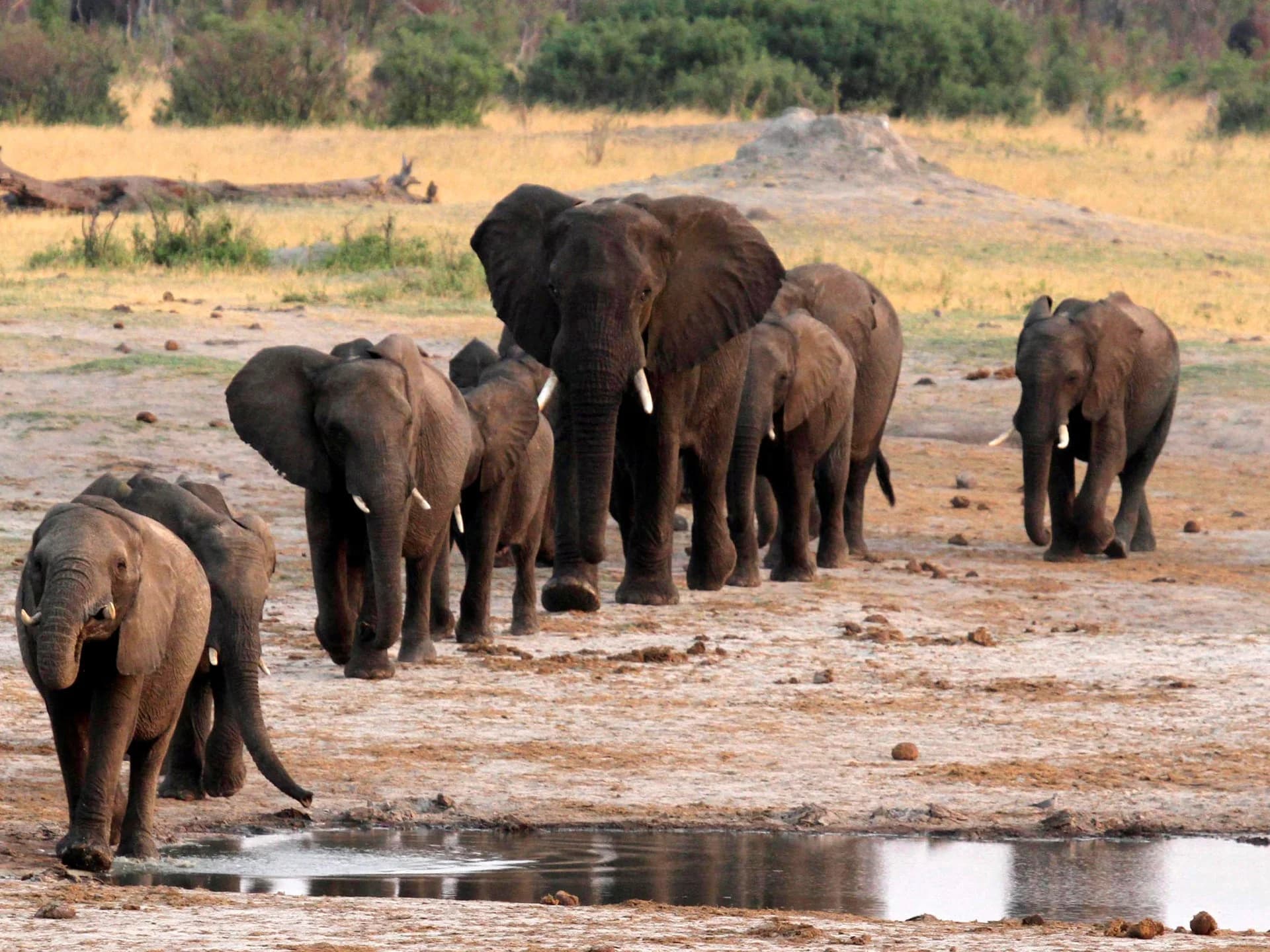 Zimbabwe to kill dozen of elephants