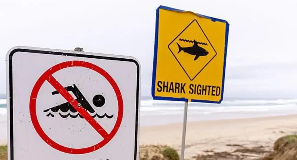 Man killed in suspected shark attack on Sydney’s northern beaches