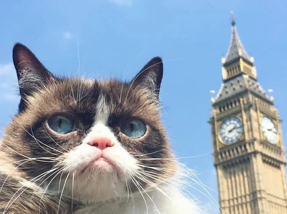 Unimpressed: Grumpy Cat takes in Big Ben. (Ben Lashes)