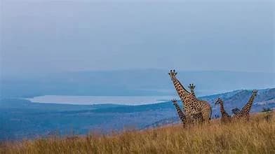 Know Rwanda’s Uniqueness: Akagera National Park