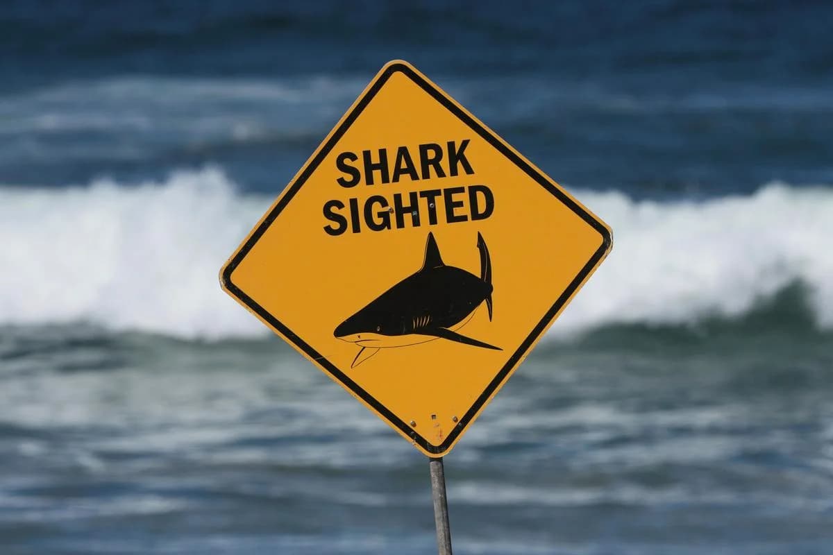 NSW: Shark attack leaves woman dead, man injured