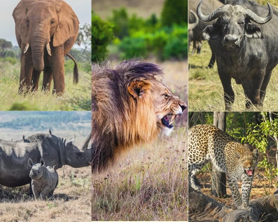 Know Rwanda's Uniqueness: Akagera National Park