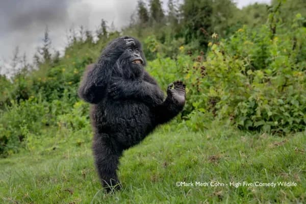 Young gorilla photo from Rwanda wins top prize