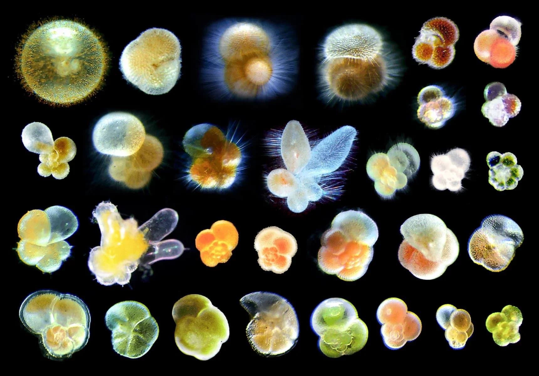 The Mystery of Fossil Shells That Suddenly Flip Their Spirals